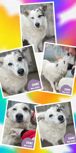 ruhige, super liebe, menschenbezogene, Traumhündin "Cami" sucht dringend ein Zuhause 