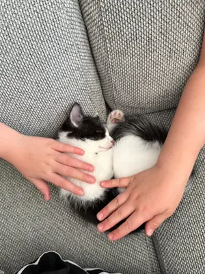 Europ ischer Kurzhaar Kater 