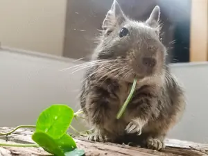 Degu gesucht 5-8J w