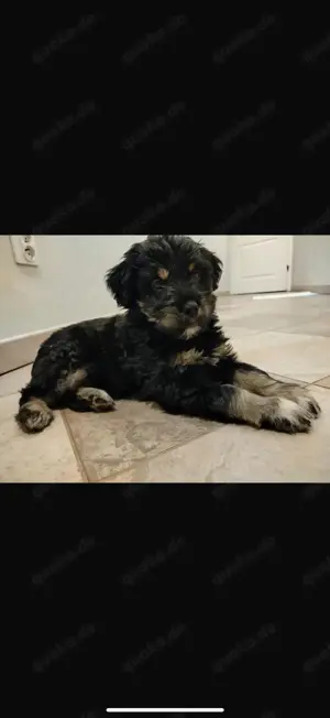 Welpen Terrier Havaneser Rüde Hündin Mischling