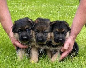 Wunderschöne Schäferhund Hündinnen Welpen