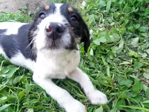 Welpe Hündin Havaneser Terrier