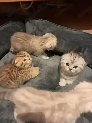 Reinrassige BKH Babykatzen 