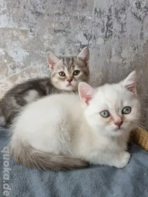 BKH Kitten 