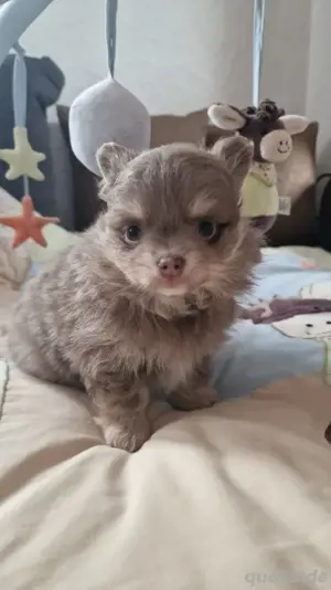Chihuahua Pomchi Pomeranian Mischlings Welpen 