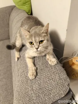 katzen suchen eine neues Zuhause 