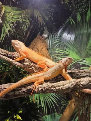 Grüner Leguan double het albino hypo red iguana  Bild 4