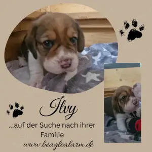 Beaglewelpe weibl. in gaaanz süß, sucht ihre Familie