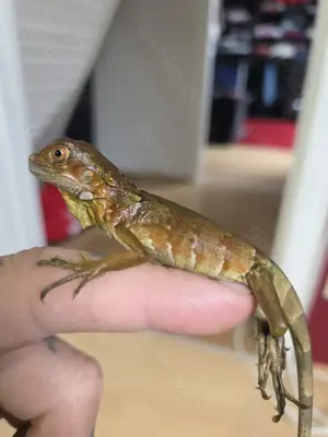 Grüner Leguan double het albino hypo red iguana  Bild 1