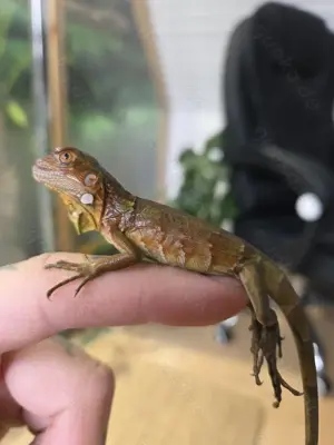Grüner Leguan double het albino hypo red iguana  Bild 3