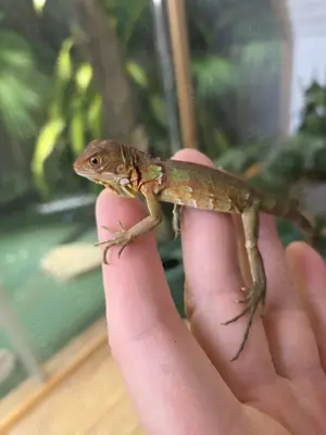 Grüner Leguan double het albino hypo red iguana  Bild 2