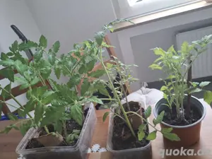 Tomaten Paprika Pflanzen 