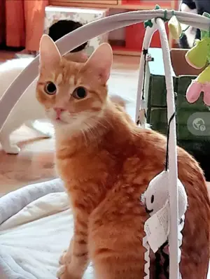 Jim Liebenswerter Kater sucht ein fürsorgliches Zuhause