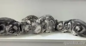 Bkh Kitten Britisch Kurzhaar Black silver Tabby Whiskas