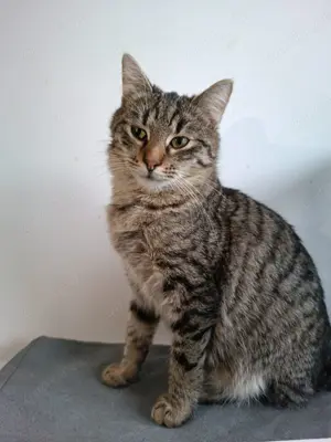 Kater Leo sucht Zuhause mit Freigang