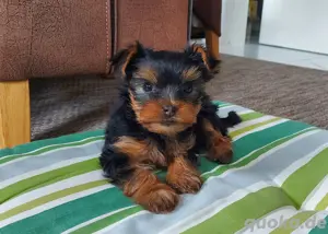 Reinrassiger Yorkshire Terrier Welpe sucht liebevolles Zuhause   