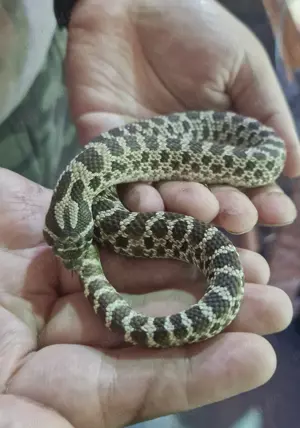 Hakennasennatter  Hognose 1.0
