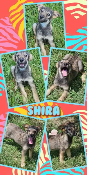 zuckersüßes, menschenbezogenes, liebes Welpenmädchen "Shira" sucht ein schönes Zuhause 