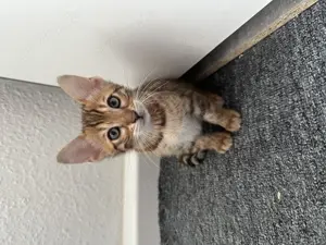 Baby, Katze