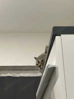 2 Geschwister Katzen suchen ein neues Zuhause  Mädchen und Junge   