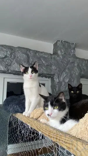 Katze Calin sucht Zuhause mit Freigang Bild 3