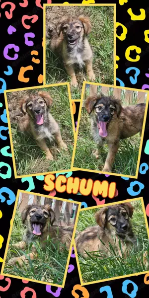 zuckersüßer, lieber, menschenbezogener Welpenjunge "Schumi" sucht ein schönes Zuhause 
