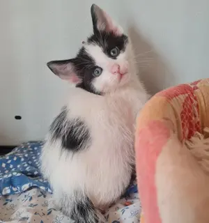 Katze Calin sucht Zuhause mit Freigang Bild 4