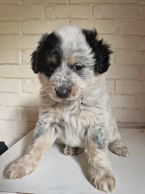 Australien shepherd jack russel mischling  Bild 2