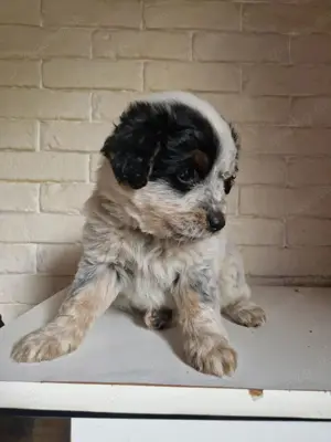 Australien shepherd jack russel mischling 