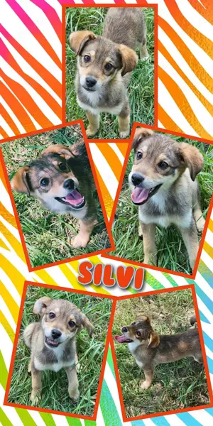 zuckersüßes, liebes, menschenbezogenes Welpenmädchen "Silvi" sucht ein schönes Zuhause 