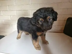 Australien shepherd jack russel mischling  Bild 3