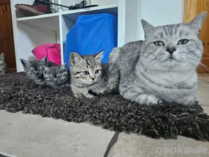 Geimpfte Bkh Kitten dürfte ausziehen.