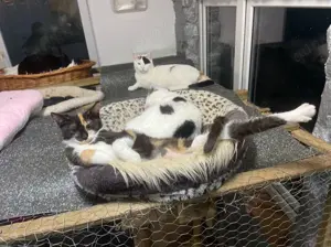 Finja sucht Zuhause mit Freigang Bild 2