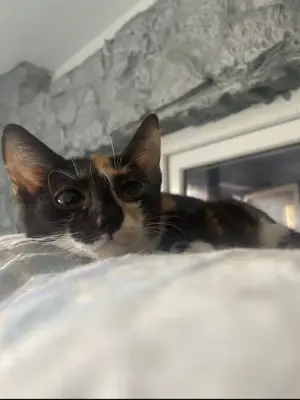 Finja sucht Zuhause mit Freigang Bild 3