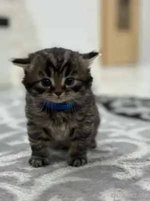 Süße Babykatzen suchen ein liebevolles Zuhause