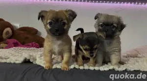 Chihuahua Welpen