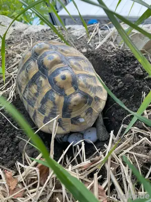 Griechische landschildkröten mädels 04 08