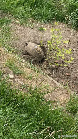 Griechische landschildkröten mädels 04 08 Bild 2