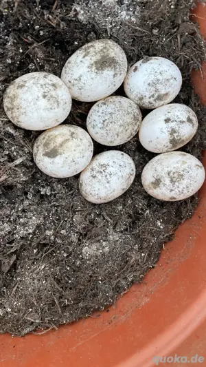 Griechische landschildkröten mädels 04 08 Bild 6