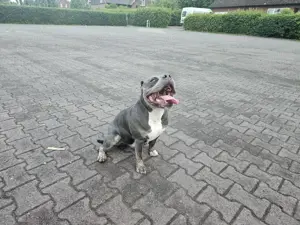 American bully rüden