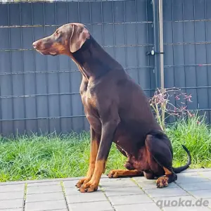 Deckrüde mit Ahnentafel  Bild 3