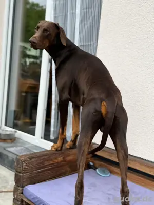 Deckrüde mit Ahnentafel  Bild 2