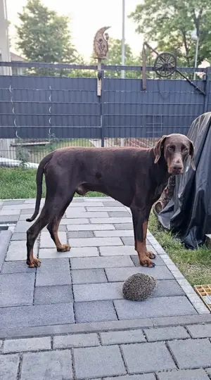 Deckrüde mit Ahnentafel  Bild 5