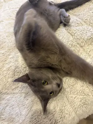 Wunderschöner Russisch Blau Deckkater mit Stammbaumgetestet Bild 2