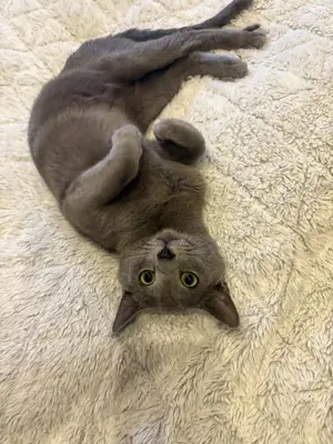 Wunderschöner Russisch Blau Deckkater mit Stammbaumgetestet Bild 3