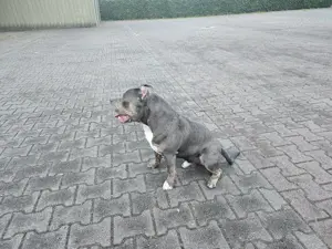 American bully rüden Bild 2