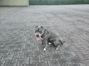American bully rüden Bild 3