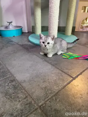 Wunderschöne, reinrassige BKH Kitten mit Stammbaum!
