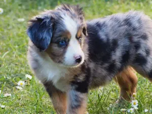 Toy -   Miniature Australian Shepherd Welpen