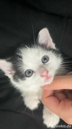 Katzenbaby sucht liebevolles Zuhause